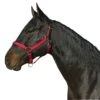 Leather Crown Nylon Breakaway Halter -Horse Supply Store TE002567 P