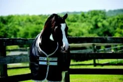 Amigo Stock Horse Turnout Blanket Medium 200g -Horse Supply Store TE010099 03