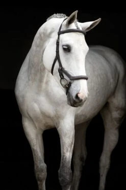 Micklem Deluxe Competition Bridle -Horse Supply Store TE020646 01 518458