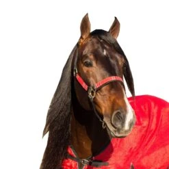 Kensington Halter NB -Horse Supply Store TE021032 522867 01