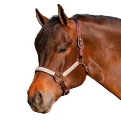 Kensington Halter NB -Horse Supply Store TE021032 927973
