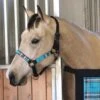 Kensington Halter NB -Horse Supply Store TE021032 P