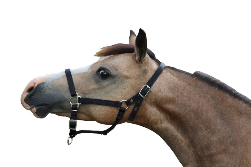 Ozark Mini Breakaway Halter 5 Ozark Mini Breakaway Halter - Image 3