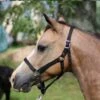 Ozark Mini Breakaway Halter -Horse Supply Store TE023624 P