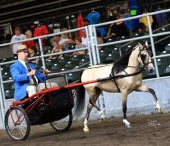 Ozark Mini Fancy Rolled Leather Harness 20 Ozark Mini Fancy Rolled Leather Harness -Horse Supply Store TE023705 10