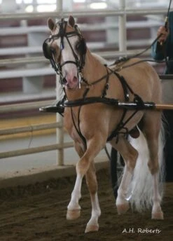 Ozark Mini Fancy Rolled Leather Harness 22 Ozark Mini Fancy Rolled Leather Harness -Horse Supply Store TE023705 551221 12