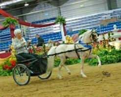 Ozark Mini Fancy Rolled Leather Harness 23 Ozark Mini Fancy Rolled Leather Harness -Horse Supply Store TE023705 551221 13