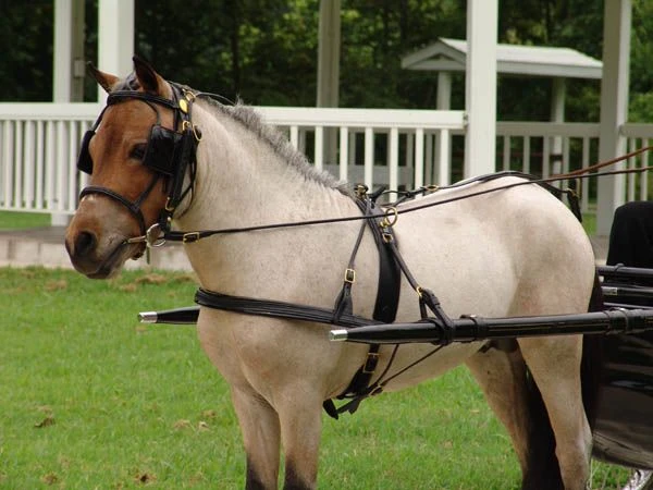Ozark Mini/Pony Show Harness 4 Ozark Mini/Pony Show Harness - Image 2