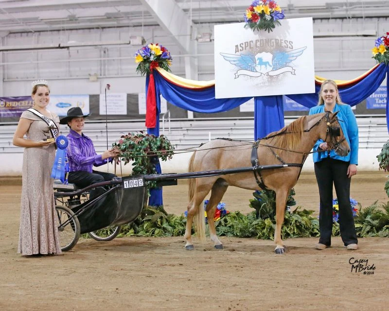 Ozark Mini/Pony Show Harness 8 Ozark Mini/Pony Show Harness - Image 6