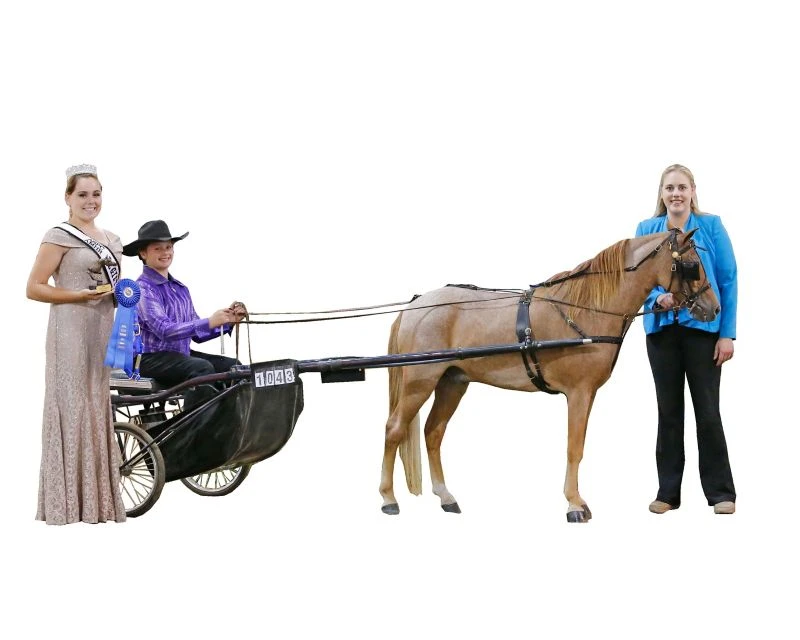 Ozark Mini/Pony Show Harness 9 Ozark Mini/Pony Show Harness - Image 7