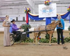 Ozark Mini/Pony Show Harness 13 Ozark Mini/Pony Show Harness -Horse Supply Store TE023708 551224 04