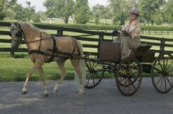 Ozark Mini/Pony V Breast Collar -Horse Supply Store TE023715 551096 02