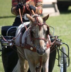 Ozark Min/Pony Western Show Harness 24 Ozark Min/Pony Western Show Harness -Horse Supply Store TE023717 02