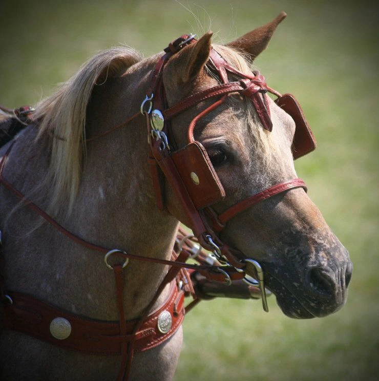 Ozark Min/Pony Western Show Harness 10 Ozark Min/Pony Western Show Harness - Image 8