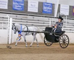 Ozark Min/Pony Western Show Harness 22 Ozark Min/Pony Western Show Harness -Horse Supply Store TE023717 551097 01