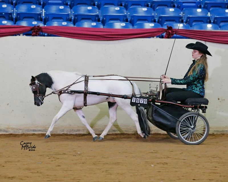 Ozark Min/Pony Western Show Harness 8 Ozark Min/Pony Western Show Harness - Image 6