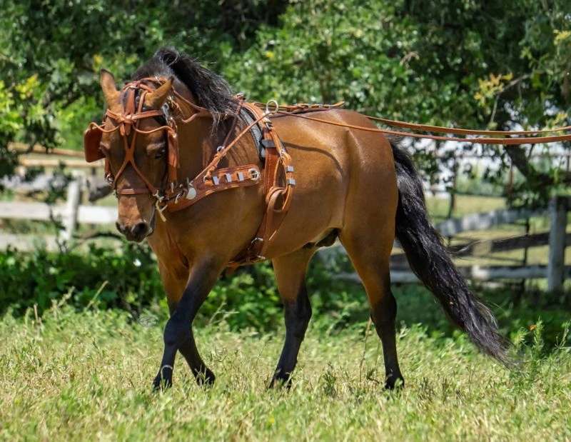 Ozark Min/Pony Western Show Harness 3 Ozark Min/Pony Western Show Harness