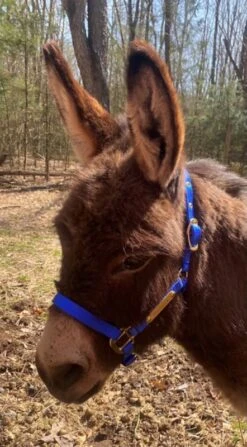 Ozark Mini/Pony Personalized Nylon Halter -Horse Supply Store TE025111 15