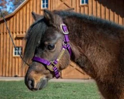 Ozark Mini/Pony Personalized Nylon Halter -Horse Supply Store TE025111 564073 05