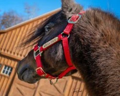 Ozark Mini/Pony Personalized Nylon Halter -Horse Supply Store TE025111 564077 03