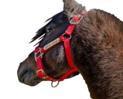Ozark Mini/Pony Personalized Nylon Halter -Horse Supply Store TE025111 564077 04