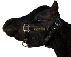 Ozark Mini/Pony Personalized Nylon Halter -Horse Supply Store TE025111 564079 03