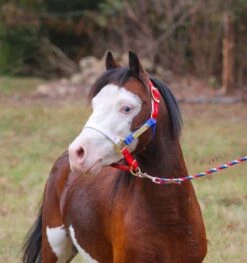 Ozark Mini/Pony Personalized Nylon Halter -Horse Supply Store TE025111 872640 14