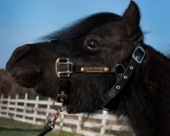 Ozark Mini Personal 2 Brass Tag Nylon Halter -Horse Supply Store TE025112 564080 04