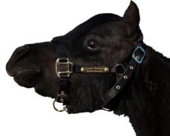 Ozark Mini Personal 2 Brass Tag Nylon Halter -Horse Supply Store TE025112 564080 05