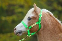 Ozark Mini Personal 2 Brass Tag Nylon Halter -Horse Supply Store TE025112 872647 15
