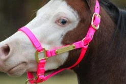 Ozark Mini Personal 2 Brass Tag Nylon Halter -Horse Supply Store TE025112 872648 16