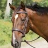 Shires Avignon Wellington Bridle -Horse Supply Store TE025244