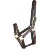 Gatsby Track Style Turnout Halter/Snap -Horse Supply Store TE028014