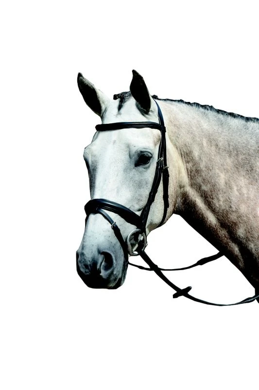 Collegiate Essential Flash Bridle 3 Collegiate Essential Flash Bridle